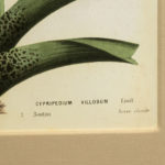 Oversized Gold Framed Botanical - Image 3