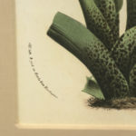 Oversized Gold Framed Botanical - Image 4