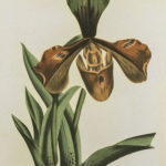 Oversized Gold Framed Botanical - Image 2