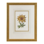 JOHN-RICHARD Hand Colored Botanical Print