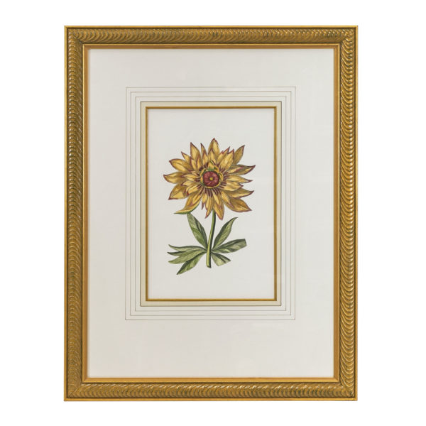 JOHN-RICHARD Hand Colored Botanical Print - Image 1