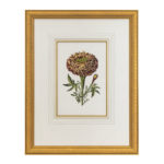 JOHN-RICHARD Hand Colored Botanical Print