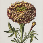 JOHN-RICHARD Hand Colored Botanical Print - Image 2