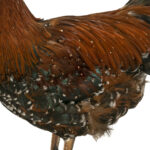 Taxidermy Hen on Wood Stand - Image 5