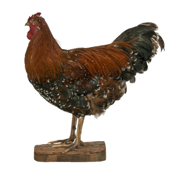 Taxidermy Hen on Wood Stand - Image 2