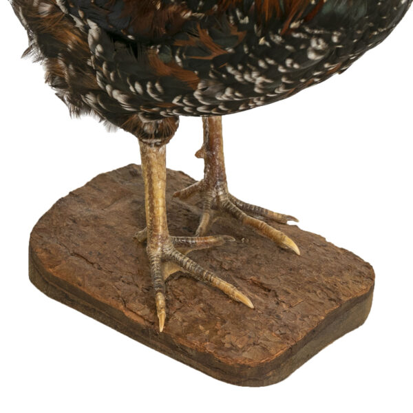 Taxidermy Hen on Wood Stand - Image 6