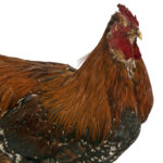 Taxidermy Hen on Wood Stand - Image 4