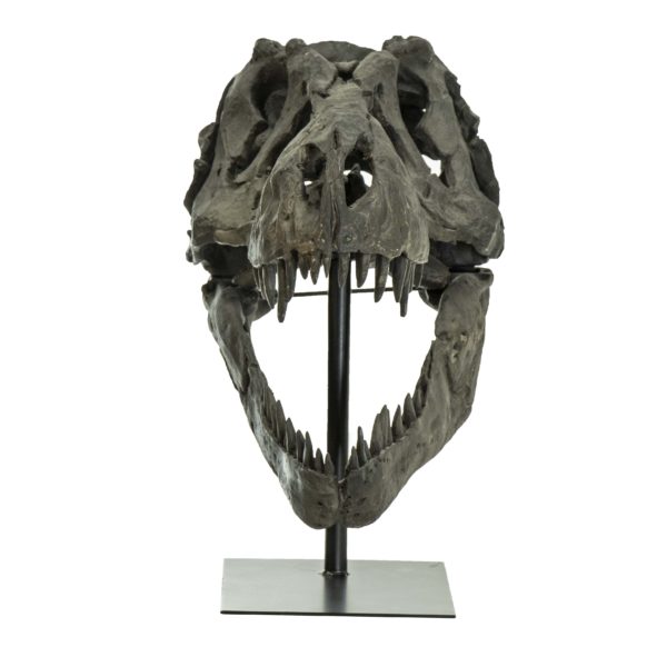 UTTERMOST T-Rex Skull on Stand - Image 2