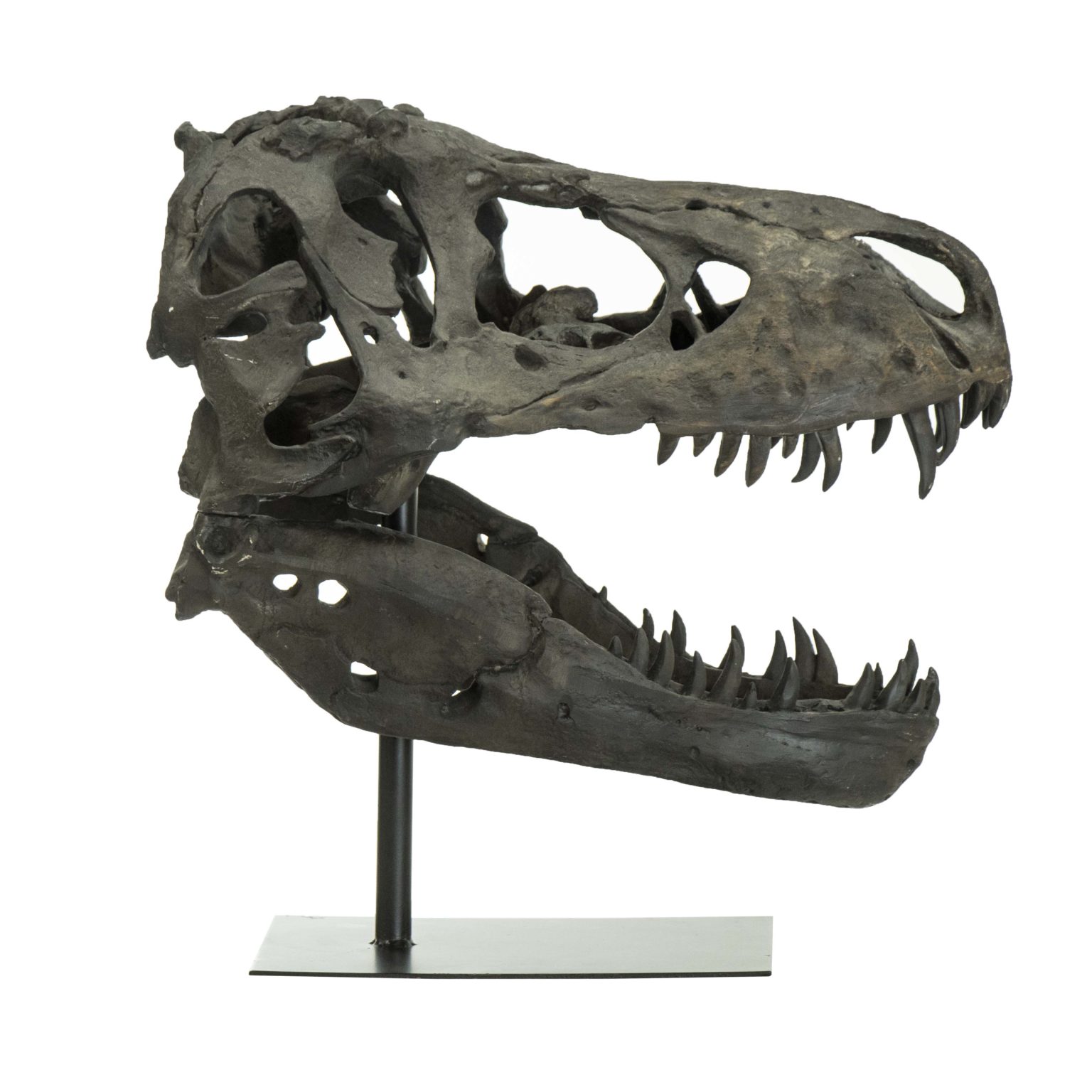 UTTERMOST T-Rex Skull on Stand | Grandview Mercantile