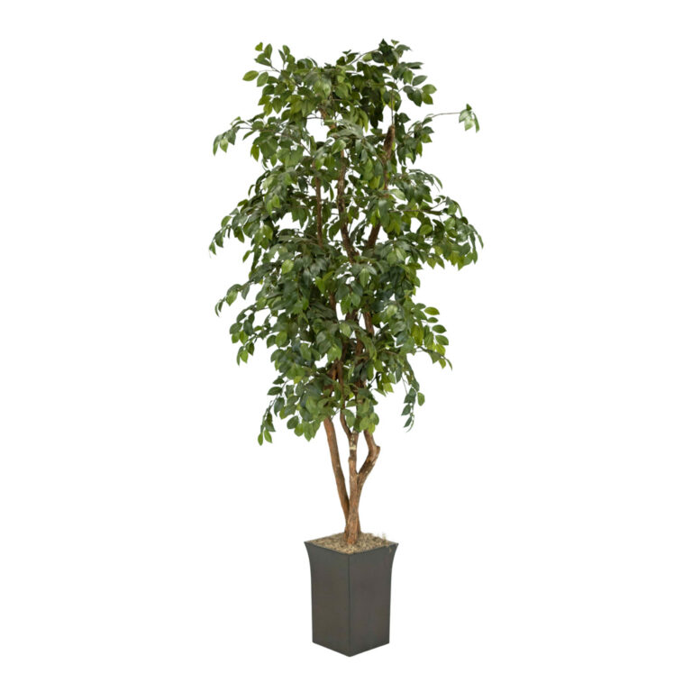 8 Foot Tall Faux Ficus in Black Planter | Grandview Mercantile