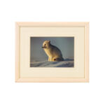 THOMAS MANGELSEN (1946-) “First Rays - Arctic Fox” Limited Edition Photographic Print