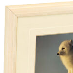 THOMAS MANGELSEN (1946-) “First Rays - Arctic Fox” Limited Edition Photographic Print - Image 4