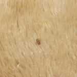 5’1” x 6’0” Sheepskin Rug - Image 4
