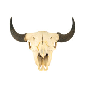 Bison Skull with Horns
