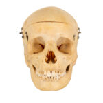 CAROLINA BIOLOGICAL SUPPLY CO. Human Skull Dental Study