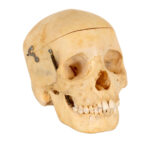 CAROLINA BIOLOGICAL SUPPLY CO. Human Skull Dental Study - Image 2