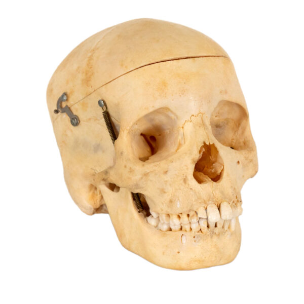 CAROLINA BIOLOGICAL SUPPLY CO. Human Skull Dental Study - Image 2