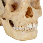 CAROLINA BIOLOGICAL SUPPLY CO. Human Skull Dental Study - Image 3