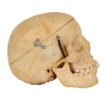 CAROLINA BIOLOGICAL SUPPLY CO. Human Skull Dental Study - Image 4