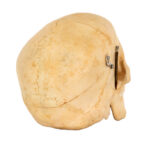 CAROLINA BIOLOGICAL SUPPLY CO. Human Skull Dental Study - Image 5
