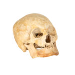Vintage Human Skull