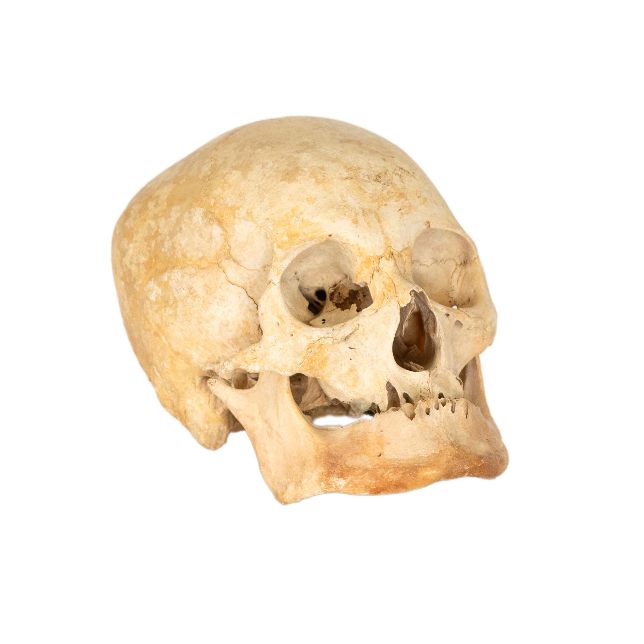 ZNMAY_100 -2 Vintage Human Skull - Image 1