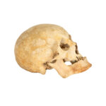 Vintage Human Skull - Image 2