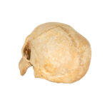Vintage Human Skull - Image 3