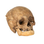 Vintage Human Skull