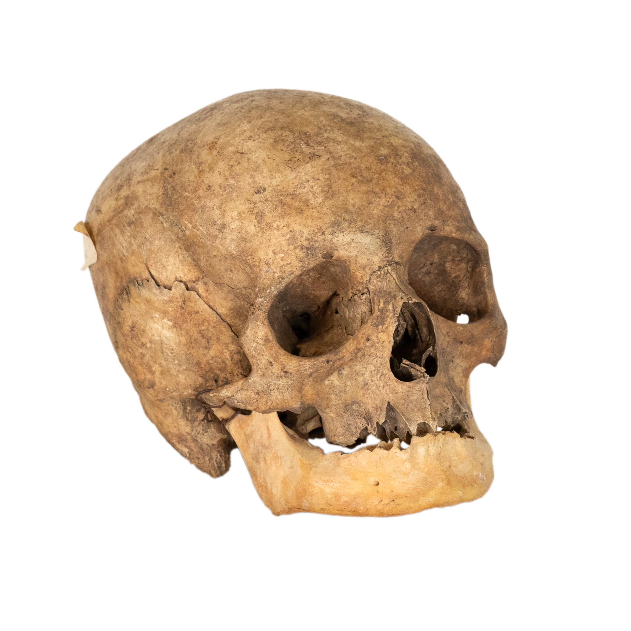 ZNMAY_101 -2 Vintage Human Skull - Image 1