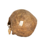 Vintage Human Skull - Image 3