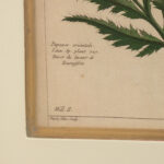 ETHAN ALLEN Botanical Framed Print - Image 3