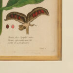 ETHAN ALLEN Botanical Framed Print - Image 4